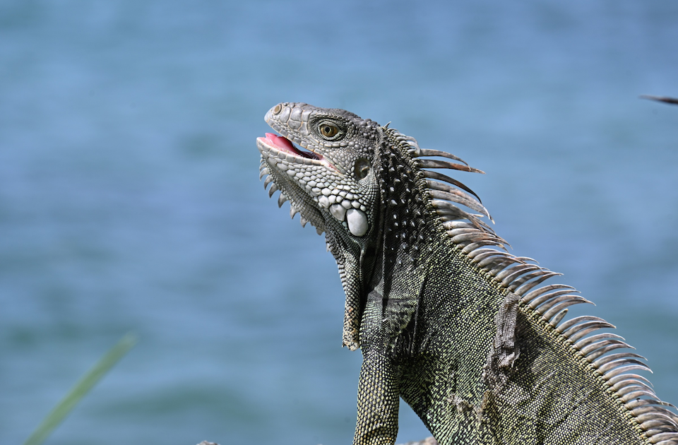 An iguana by the ocean in the sun